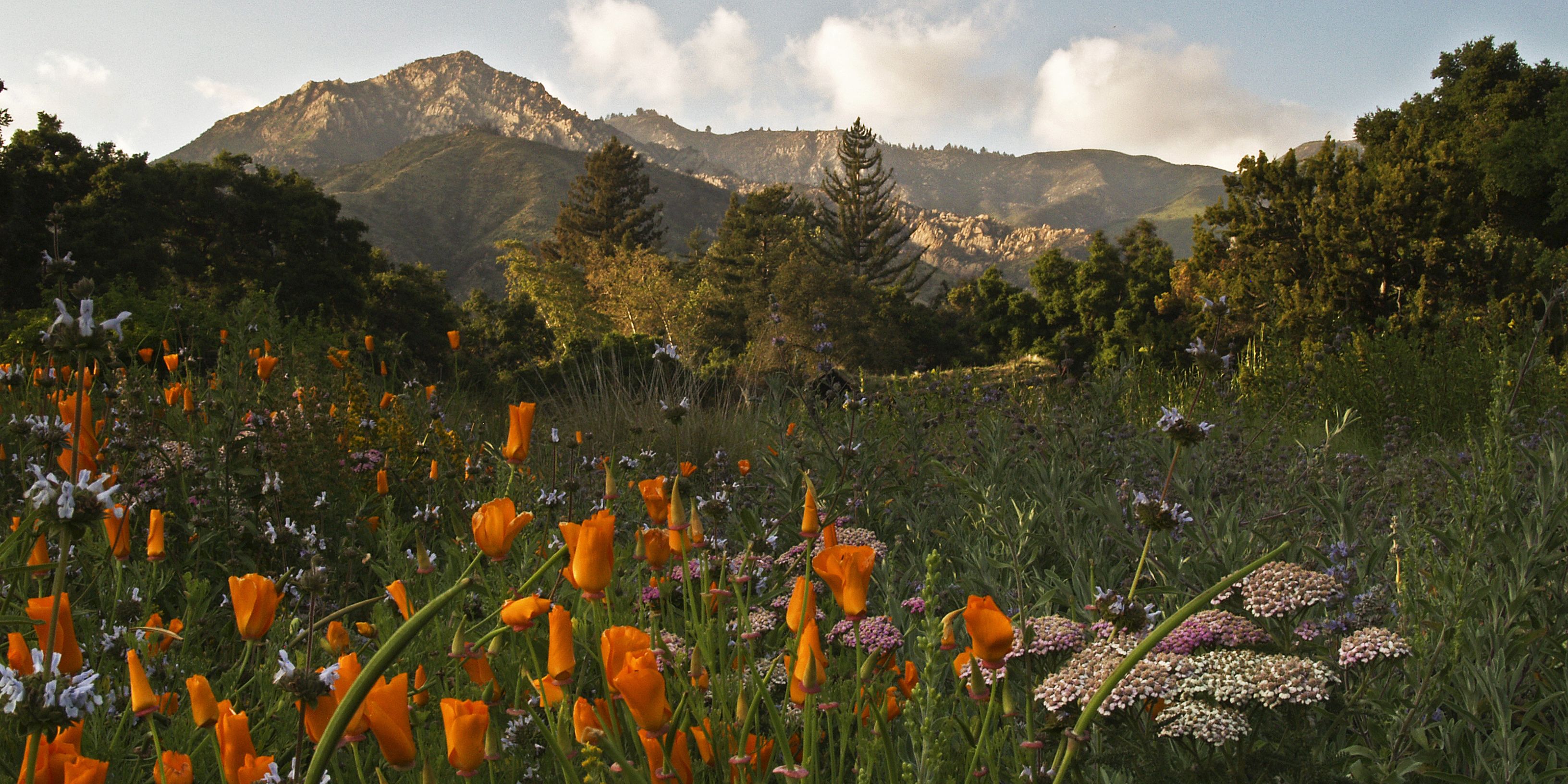 A lush meadow at the Santa Barbara Botanic Garden with orange California poppies and other flora n the foreground and mountains in the background.